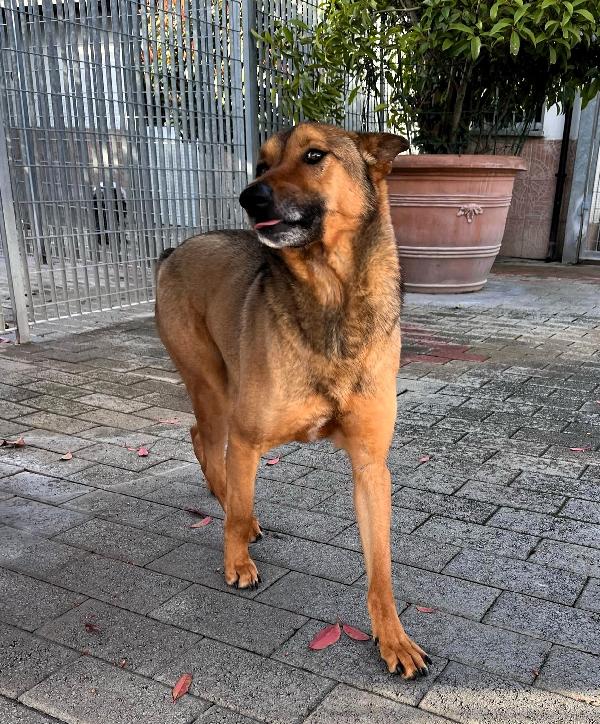 ULISSE LUPETTO Foto 3